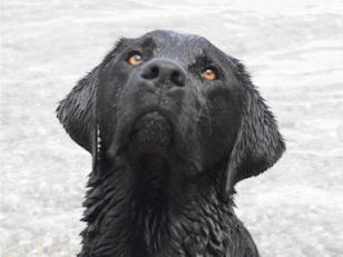 Hund im Wasser